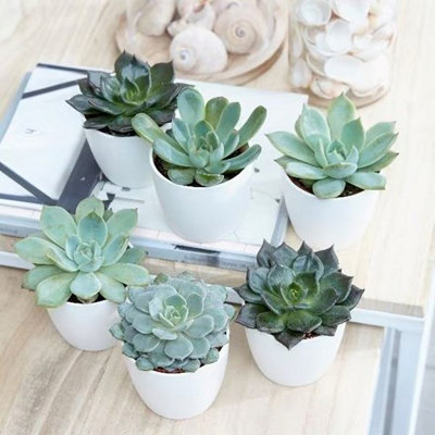 Plant Theory Echeveria Starter Collection Hen & Chicks Succulents Indoor Plants 6 X 6Cm Pots from B&Q