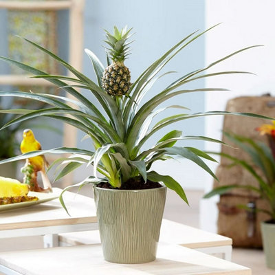 Plant Theory Ananas Comosus Pineapple Live 40Cm Plant Houseplant 12Cm Pot from B&Q