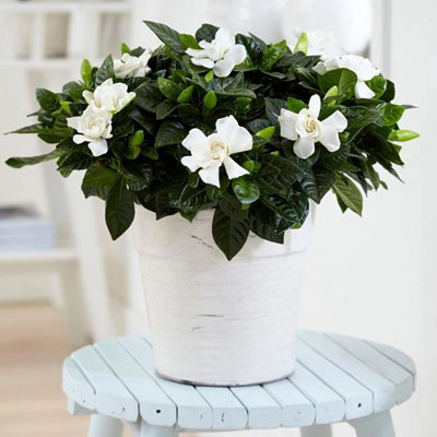 Plant Theory Gardenia Jasminoides Gardenia Jasmine 25Cm Plant Houseplant 13Cm Pot from B&Q