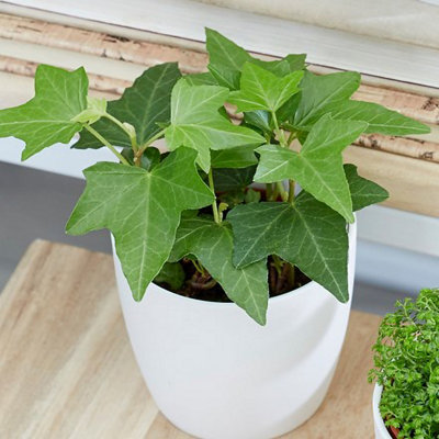 B&Q -  Hedera Helix English Ivy Common Ivy Vine Plant Houseplant 8.5Cm Pot