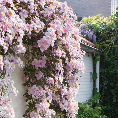 Primrose Clematis Mayleen Montana Clematis 3 Litre Pot 60Cm Cane Climbing Plant from B&Q