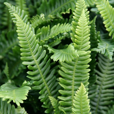 Primrose Blechnum Spicant Hard Fern Or Deer Fern 9Cm Pot from B&Q
