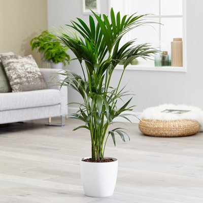 Primrose Howea Forsteriana Kentia Palm 17Cm Pot 80Cm Tall Foliage House Plants from B&Q