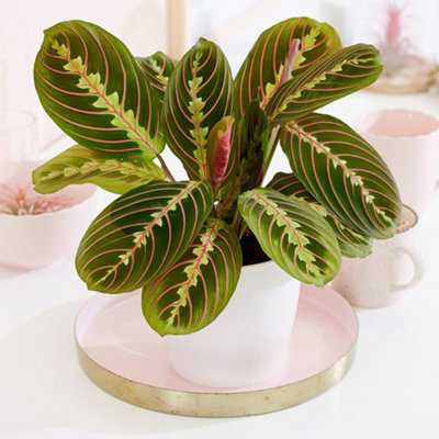Primrose Maranta Leuconeura  Fascinator Prayer Plant 12Cm Pot 25Cm Tall Foliage House Plants from B&Q