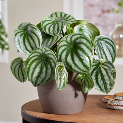 Primrose Peperomia Argyreia Watermelon Peperomia 12Cm Pot 20Cm Tall Foliage House Plants from B&Q