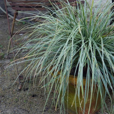 Primrose Carex Oshimensis Everest Sedge 9Cm Pot Grass Plant from B&Q