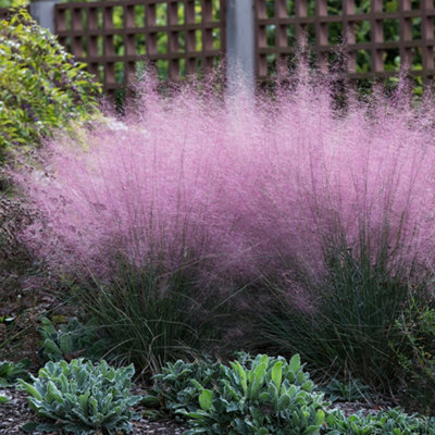Primrose Muhlenbergia Capillaris Pink Muhly Grass 9Cm Pot Grass Plant from B&Q