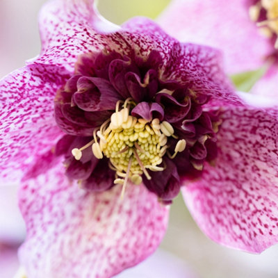 Primrose Helleborus X Hybridus Tutu Hellebore 2 Litre Pot Perennial Plant from B&Q