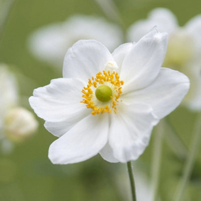 Primrose Anemone X Hybrida Honorine Jobert Japanese Anemone 9Cm Pot Perennial Plant from B&Q