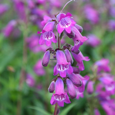 Primrose Penstemon Sour Grapes M. Fish Beard Tongue 9Cm Pot Perennial Plant from B&Q