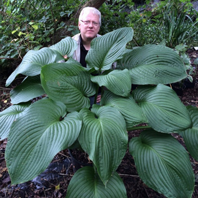 Primrose Hosta T-Rex Giant Plantain Lily 9Cm Pot Perennial Plant from B&Q