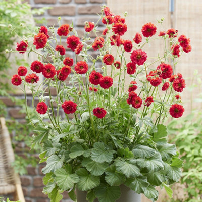 Primrose Geum Firestarter Avens 9Cm Pot Perennial Plant from B&Q
