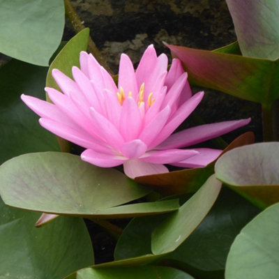 Primrose Nymphaea Rose Arey Water Lily 1 Litre Aquatic Pot Pond Plant from B&Q