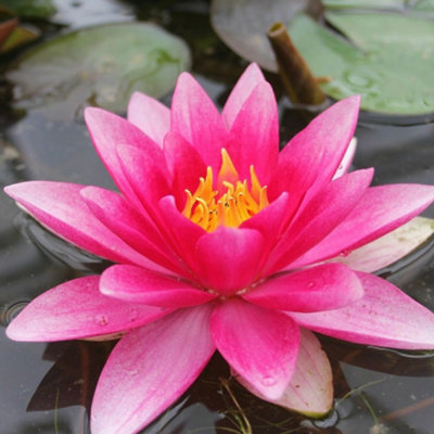 Primrose Nymphaea Attraction Water Lily 3 Litre Aquatic Pot Pond Plant from B&Q