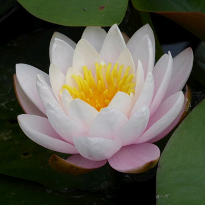 Primrose Nymphaea Marliacea Rosea Water Lily 3 Litre Aquatic Pot Pond Plant from B&Q