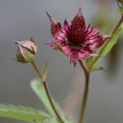 B&Q -  Potentilla Palustris Marsh Cinquefoil / Bog Strawberry 1 Litre Aquatic Pot Pond Plant