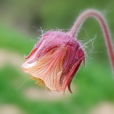 B&Q -  Geum Rivale Water Avens 1 Litre Aquatic Pot Pond Plant