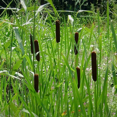 Primrose Typha Angustifolia Lesser Bulrush 1 Litre Aquatic Pot Pond Plant from B&Q