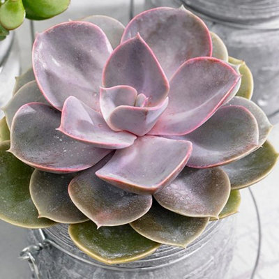 Plant Theory Echeveria Perle Von Nürnberg Hen And Chicks Succulent 12Cm Pot 10Cm Tall House Plant from B&Q