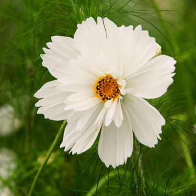 B&Q -  Approx 100 Seeds Cosmos Bipinnatus Fizzy White Cosmos Flower Seeds