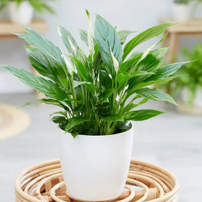 B&Q -  Spathiphyllum Wallisii Bellini Peace Lilly Plant 30Cm Houseplant 9Cm Pot