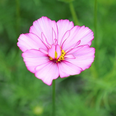 B&Q -  Cosmos Bipinnatus Fizzy Rose Picotee Flowering Bedding Plants 9Cm Pot