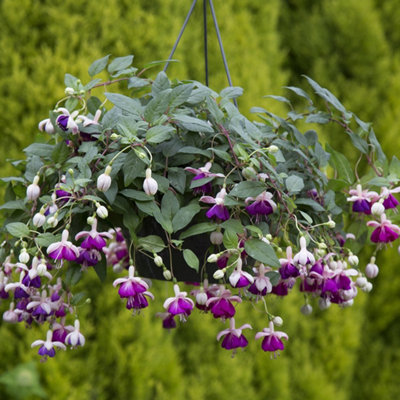 Primrose Fuchsia Eva Boerg Flowering Bedding Plants 9Cm Pot from B&Q