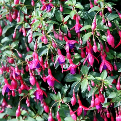 Primrose Fuchsia Tom Thumb Flowering Bedding Plants 9Cm Pot from B&Q