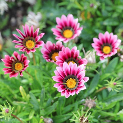 Primrose Gazania Christopher Lloyd Flowering Bedding Plants 9Cm Pot from B&Q