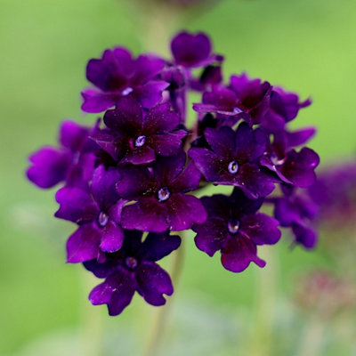 Primrose Verbena Showboat Midnight Flowering Bedding Plants 9Cm Pot from B&Q