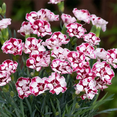 Plant Theory Set Of 3 Cremarena Pot Pink Bedding Plant Dianthus Diantica In 9Cm Pots from B&Q