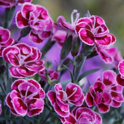 Plant Theory Set Of 3 Diantica Purple Wedding Bedding Plant Dianthus Kledg18274 In 9Cm Pots from B&Q