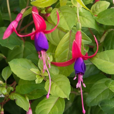 Plant Theory Set Of 3 Genii Bedding Plant Fuchsia In 9Cm Pots from B&Q