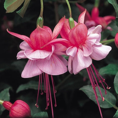 Plant Theory Set Of 3 Heidi Ann Bedding Plant Fuchsia In 9Cm Pots from B&Q