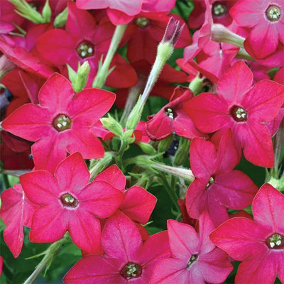 Plant Theory Set Of 3 Cuba Rose Plant Bedding Plant Nicotiana In 9Cm Pots from B&Q