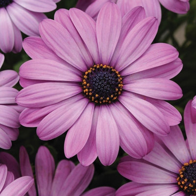 Plant Theory Set Of 3 Akila Lavender Shades African Daisy Bedding Osteospermum 9Cm Pots from B&Q