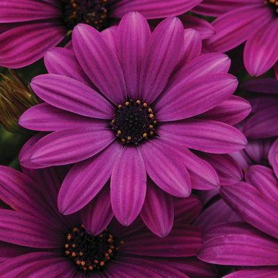 Plant Theory Set Of 3 Akila Purple African Daisy Bedding Plant Osteospermum In 9Cm Pots from B&Q