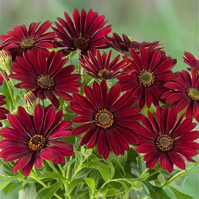 Plant Theory Set Of 3 Akila Dalina Dark Red African Daisy Bedding Osteospermum In 9Cm Pots from B&Q