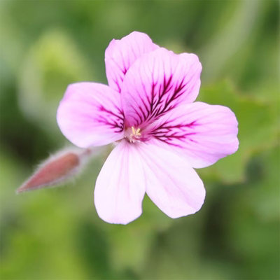 Plant Theory Set Of 3 Torrento Bedding Plant Pelargonium In 9Cm Pots from B&Q