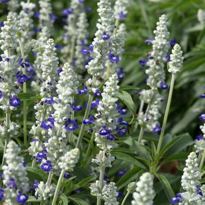 Plant Theory Set Of 3 Victoria Blue Bicolour Bedding Plant Salvia Farinaceain 9Cm Pots from B&Q