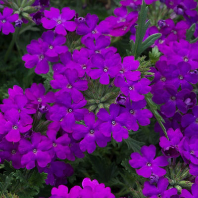 Plant Theory Set Of 3 Enchantment Purple Bedding Plant Verbena In 9Cm Pots from B&Q