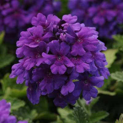 Plant Theory Set Of 3 Endurascape Dark Purple Balendakle Bedding Plant Verbena In 9Cm Pots from B&Q