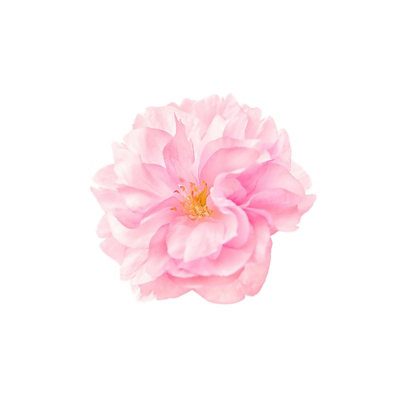 B&Q -  Single Cherry Blossom Glass Chopping Board