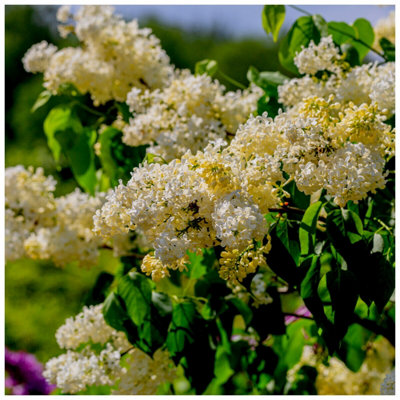 'primrose' Syringa Vulgaris - Branched Lilac Tree 40-60Cm Shrub In A 2L Pot. 3Fatpigs