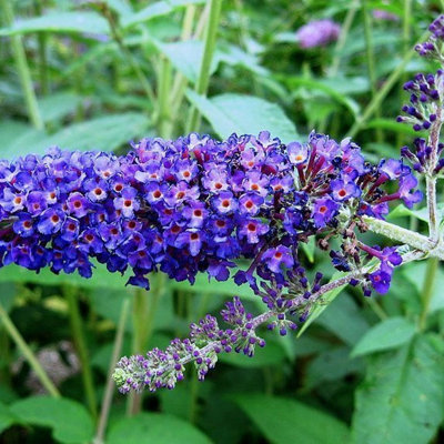 3Fatpigs Blue Buddleia Davidii 'Empire ' In Pot Buddleja Butterfly Bush 2L