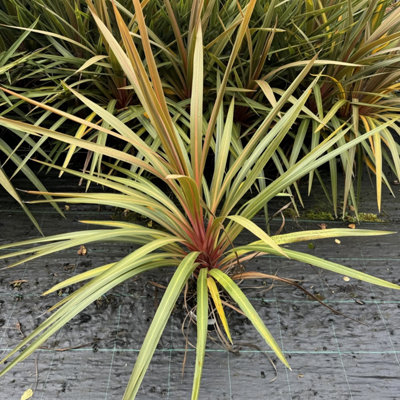 3Fatpigs Cordyline Australis ' Heart' 2-3Ft Tall, In A 2L Pot, Stunning Foliage Red