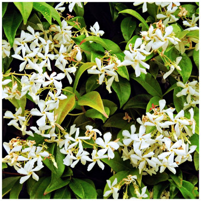 3Fatpigs Star Jasmine Plants / Trachelospermum Jasminoides In 9Cm Pot, Fragrant Flowers Dark/Green/Bronze