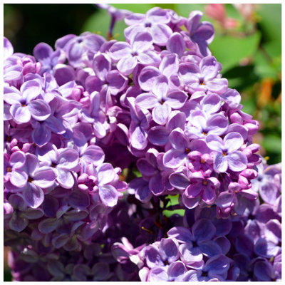 3 Common Lilac Trees 40-60Cm Tall Shrubs, Fragant Purple Flowers, Syringa Vulgaris 3Fatpigs