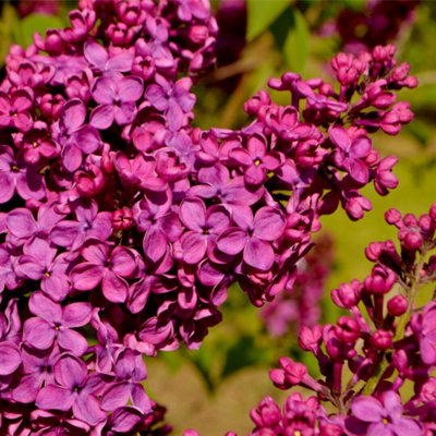 3fatpigs 'ludwig Spaeth' Syringa Vulgaris-lilac Tree Shrub In A 9cm Pot