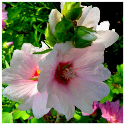3Fatpigs Lavatera Clementii Barnsley Baby / Tree Mallow, In 2L Pot, Stunning Flowers Green/Grey/Red